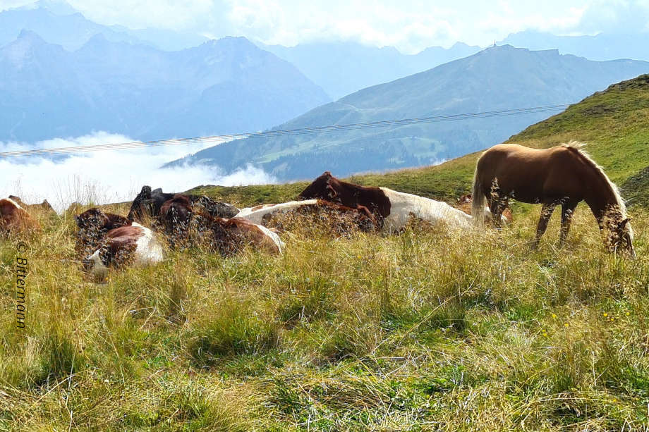 Pinzgauer und ein Pferd auf der Wiese, im Hintergrund Berge