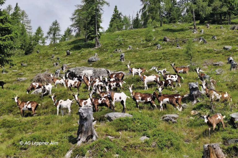 gescheckte Ziegen auf der Alm